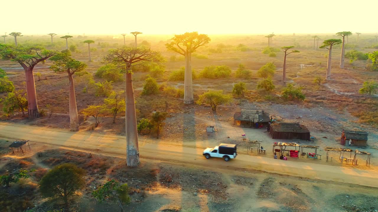 tomada aérea de un automóvil blanco que se mueve en una carretera polvorienta bajo los hermosos árboles de baobab al atardecer en la avenida de los baobabs en madagascar