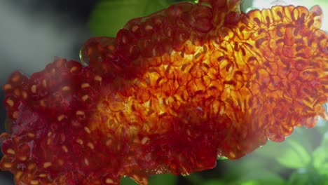 three red raspberries get smashed flat on a glass surface