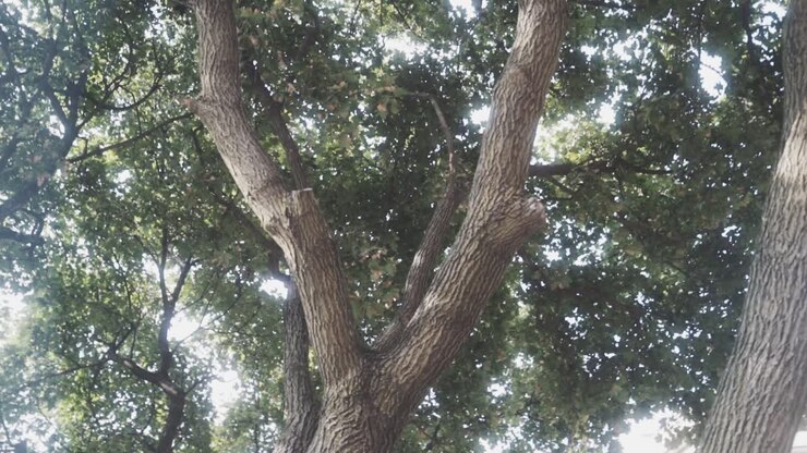 Vento tra gli alberi in una giornata estiva di sole