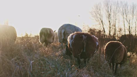 cows and sheep animals livestock grazing rural wildlife natural animals at the sunshine daytime natural light environment