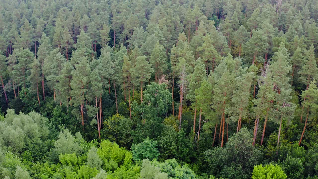 Green zone trees. Aerial view over the tops of forest