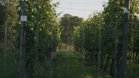 Eine-Große-Dolly-Aufnahme-Von-Weinreben-Bei-Sonnenaufgang