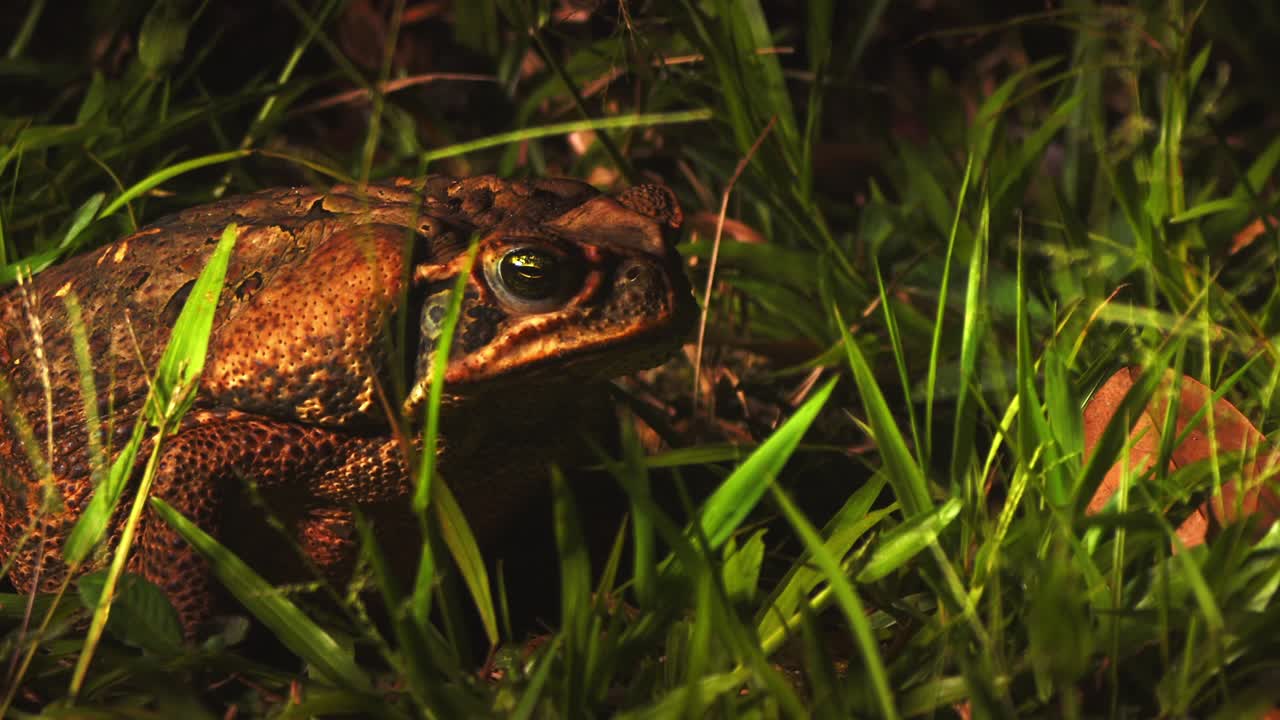 Sapo de caña cazando un insecto en un pastizal amazónico