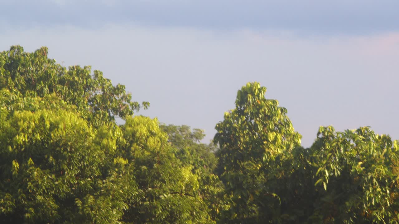Three chestnut-fronted macaws glide in, flapping their wings, disappearing into the canopy
