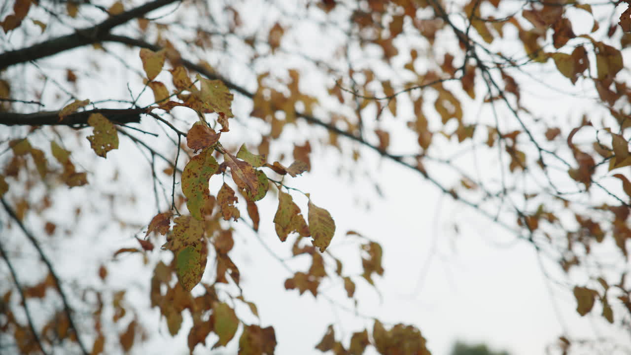 Medium shot of leaves hanging on the branches soon close to falling of on a bright day
