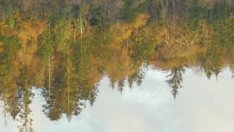 irish woodland reflection on river in autumn