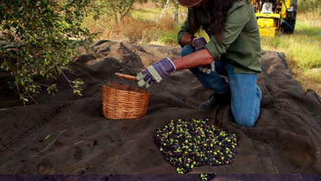 hombre poniendo aceitunas cosechadas en la canasta 4k