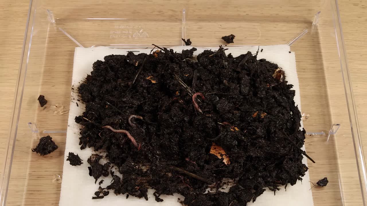 Close-up of hands examining and sorting earthworms in a dark, nutrient-rich soil sample on a tray.