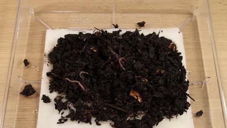 close-up of hands examining and sorting earthworms in a dark, nutrient-rich soil sample on a tray.