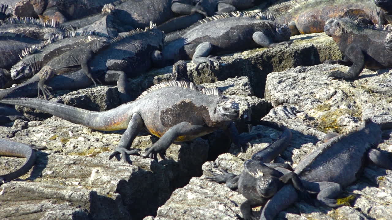 iguanas marinas toman el sol en las costas volcánicas de las islas galápagos ecuador 8
