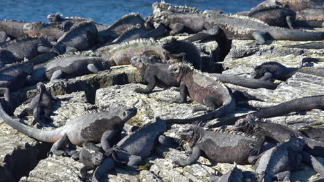 Meerechsen-Sonnen-Sich-An-Den-Vulkanischen-Ufern-Der-Galapagos-Inseln-Ecuador-8