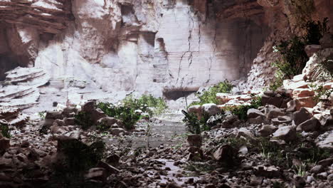 trail in a hawaiian rain forest leading to big cave