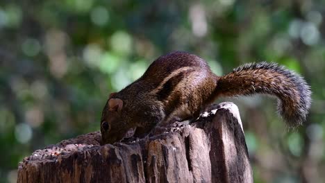 The-Indochinese-Ground-Squirrel-is-commonly-found-in-Thailand-just-about-anywhere-it-can-thrive