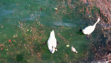 Mother-and-father-swan-and-cygnet-peacefully-floating-on-waving-pond