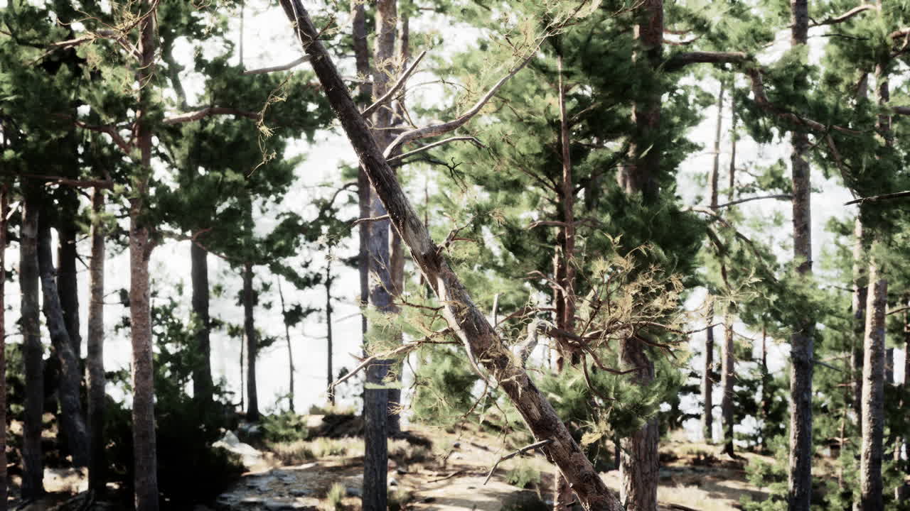 높은 소나무 의 아름다운 숲