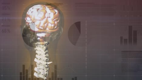 animación del esqueleto giratorio sobre gráficos y datos en fondo marrón