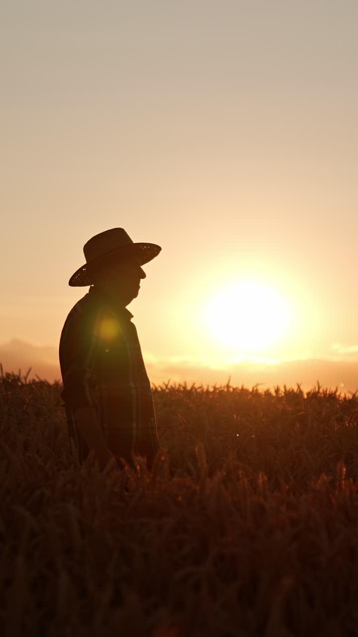 Silhouette of old man in hat in the field of wheat. Farmer walks by the corn plantation at sunset. Vertical video
