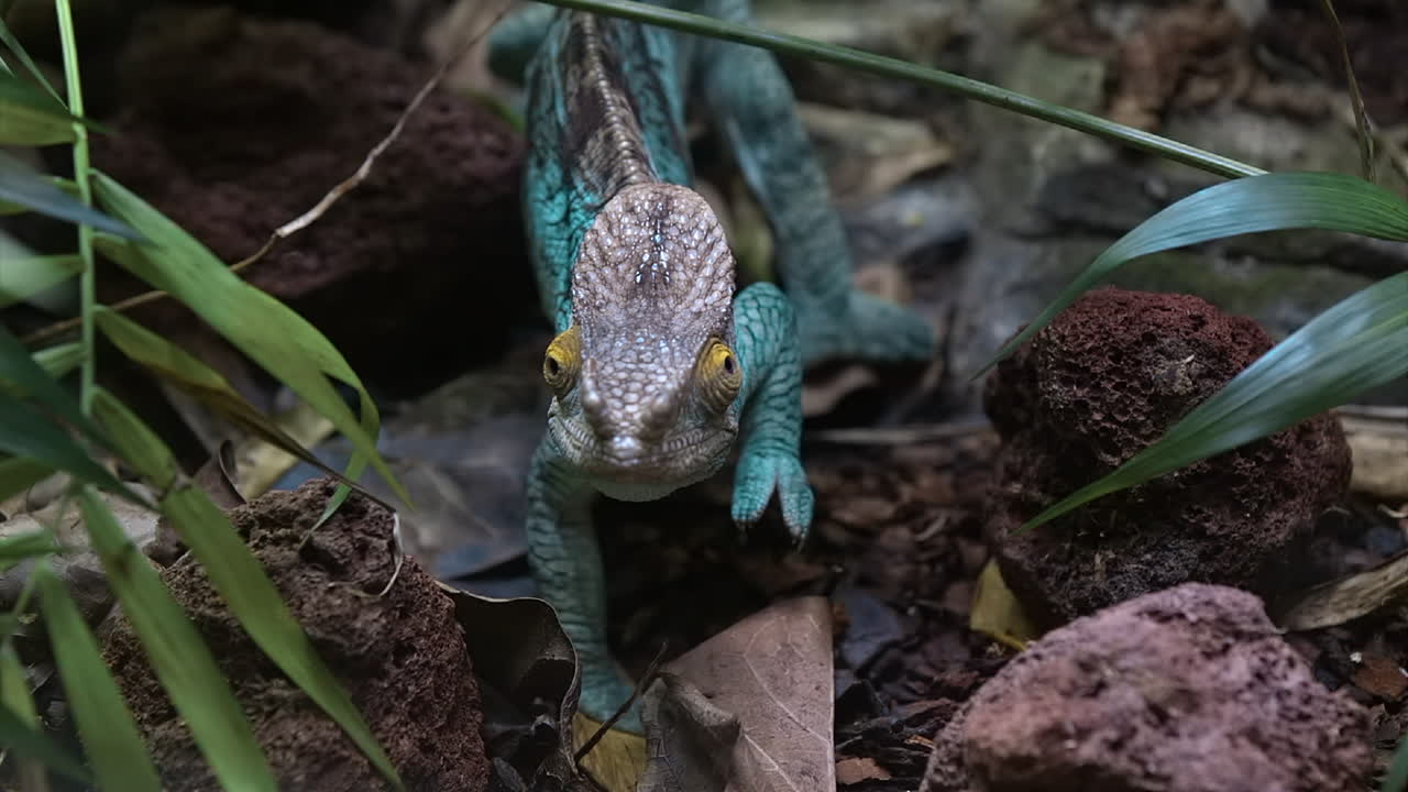 хамелеон парсон медленно передвигается по земле
