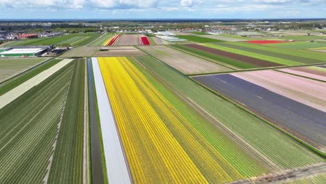 volando sobre campos de tulipanes de colores en los países bajos en primavera