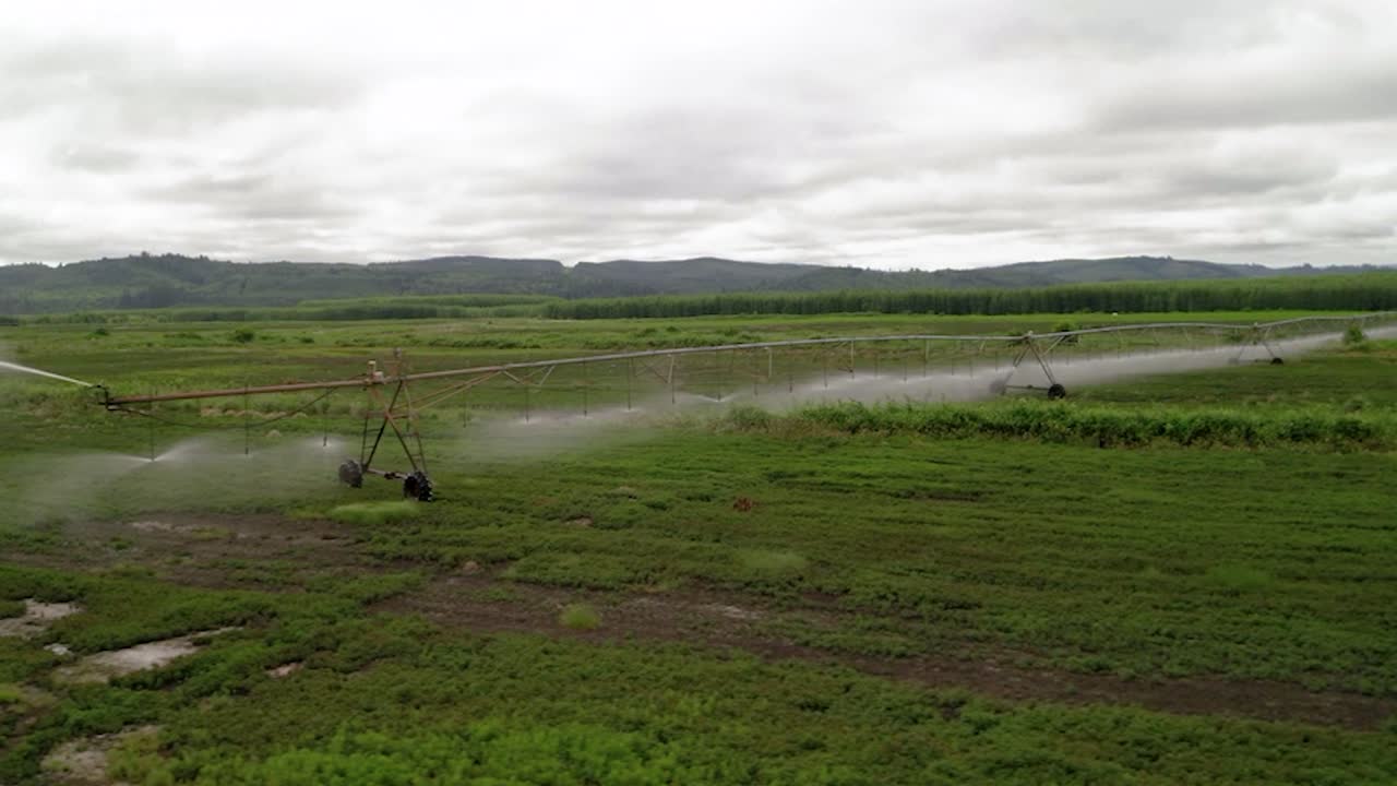 riego de cultivos utilizando el sistema de rociadores de pivote central - toma aérea
