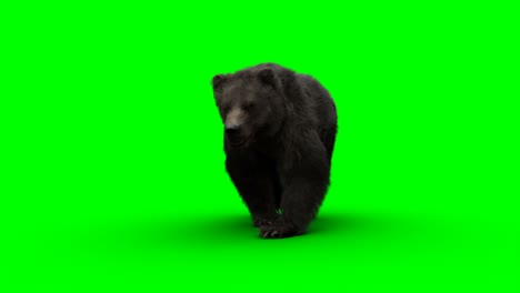 walking bear. green screen realistic animation.