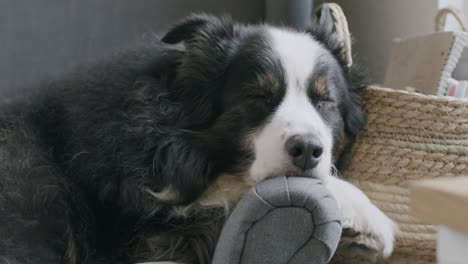 static shot of sleeping dog on a cloudy day, afternoon