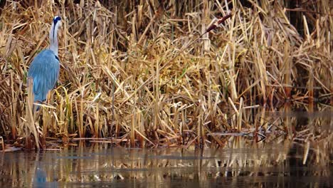 imágenes épicas de una garza gris vadeando en el agua, en busca de comida - toma constante