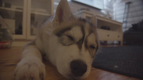 husky dog lies on the floor in the living room with his back to the tv and falls asleep