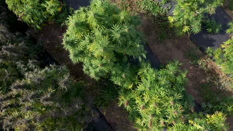 Aerial-view-of-a-field-of-hemp-to-be-harvested-for-the-production-of-CBD-oil-in-Southern-Oregon