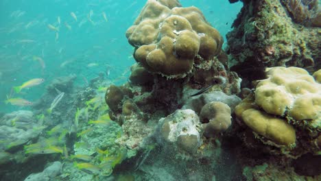 un primer plano de muchos peces nadando en el arrecife de coral en tailandia