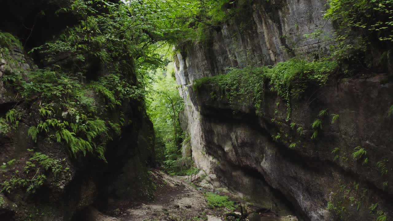 un desfiladero rocoso a través de un bosque exuberante