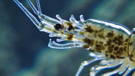 close-up of a translucent shrimp underwater