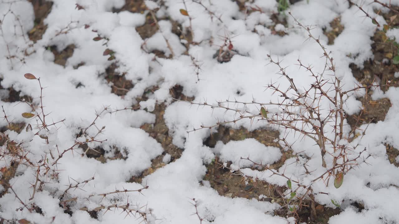 Snowy Bushes in Winter