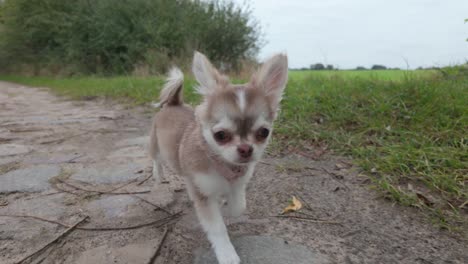 adorable chihuahua puppy walking on a path