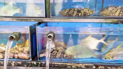 fish in an aquarium at a seafood market in vietnam