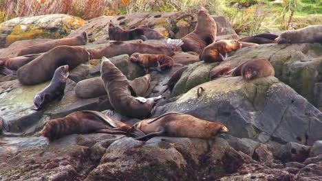 seals amass on a beach