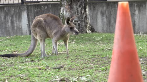 canguro australiano en cautiverio