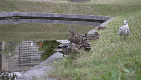 Eine-Möwe-Geht-In-Zeitlupe-An-Einer-Gruppe-Von-Enten-An-Einem-Ententeich-Vorbei