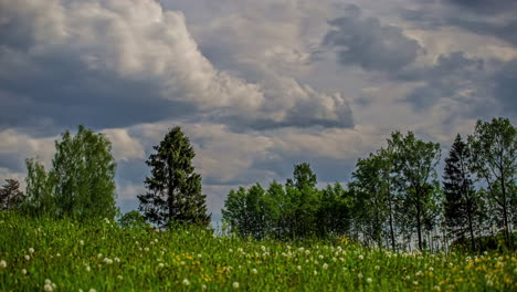 Nubes-Esponjosas-Rodando-Sobre-Pradera-De-Flores-Silvestres-Con-árboles