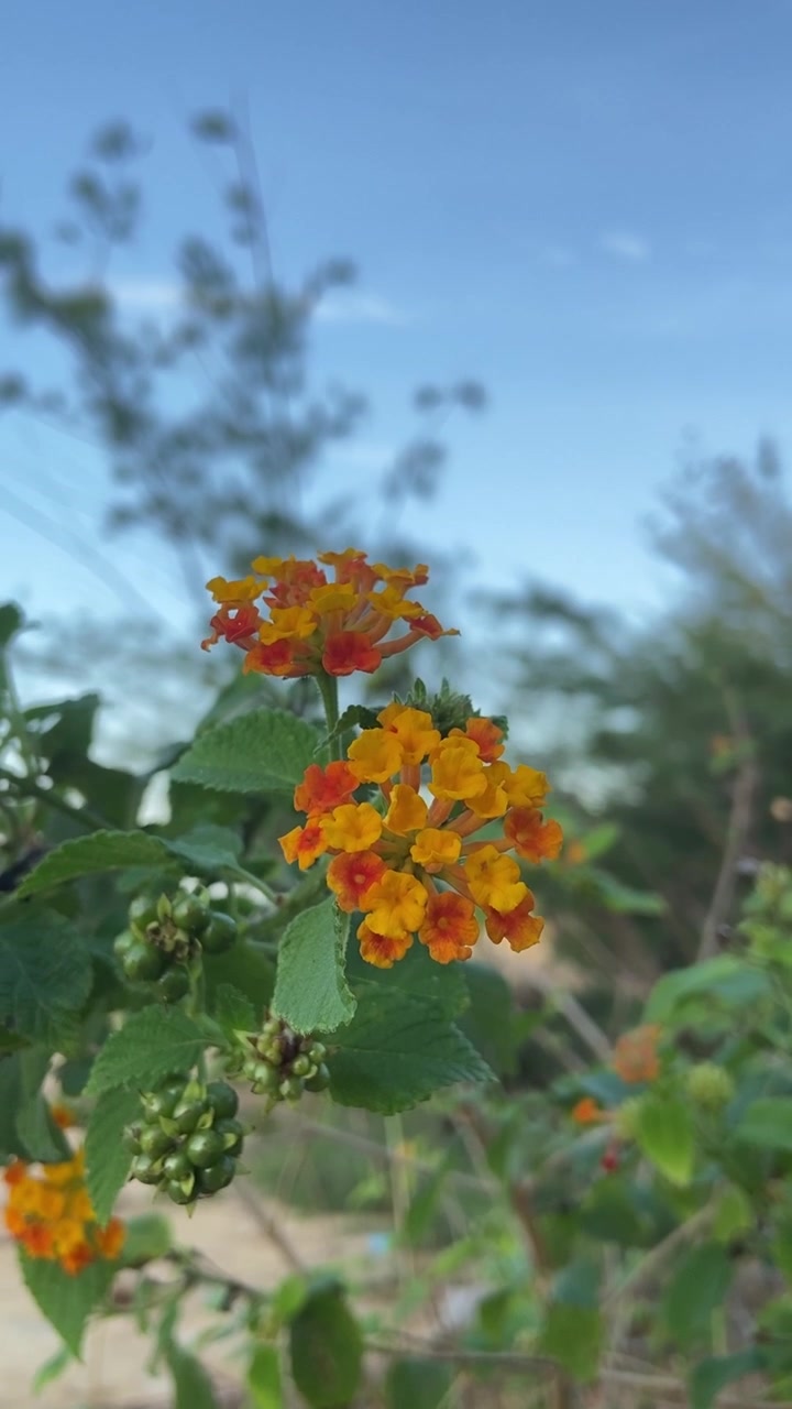 Flores de lantana de color naranja y amarillo vibrantes meciéndose suavemente con la brisa