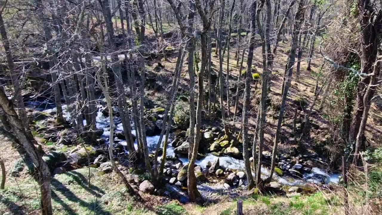 Acqua di un ruscello di montagna impetuoso che scorre attraverso una foresta con alberi spogli in inverno