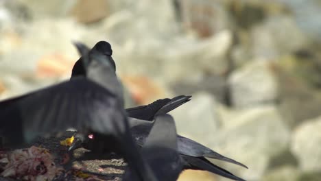 Flock-of-crows-eat