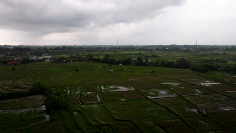 Vista-Panorámica-De-Los-Arrozales-Cultivados-En-Un-Día-Nublado-En-Bali,-Indonesia