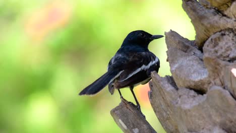 Das-Orientalische-Elsternrotkehlchen-Ist-Ein-In-Thailand-Sehr-Verbreiteter-Sperlingsvogel,-In-Dem-Er-überall-Zu-Sehen-Ist