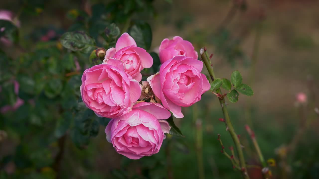 Närbild av blommande japanska rosa Knock Out-rosor