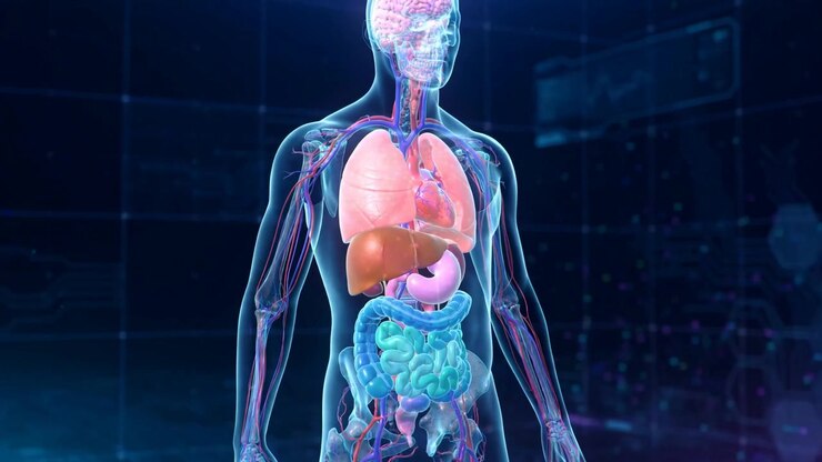 A Full Digital Human Figure With Multiple Internal Organs Highlighted In Soft Colors, Rotating Slowly