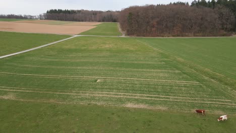 aerial footage of an ecological dairy farm in the countryside of hesse, germany