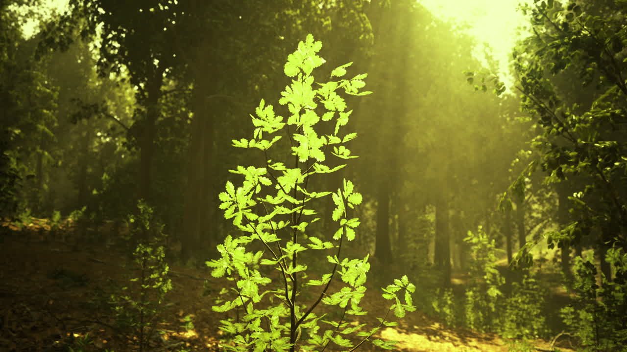 Sunlight filters through trees illuminating a young plant in a forest