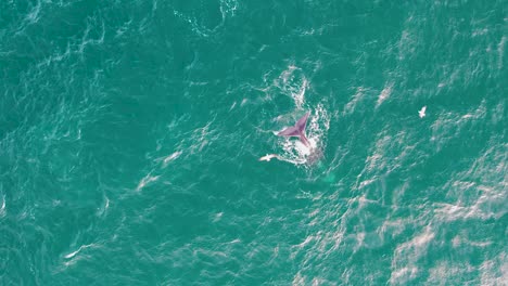 una ballena solitaria nadando en un mar turquesa, la luz del sol salpicando el agua, vista aérea