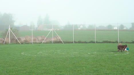 Disc-Dog---Border-Collie-Dog-Running-And-Catching-Flying-Disc-In-The-Air-During-Competition